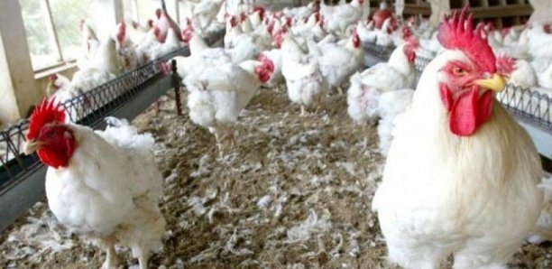 Korité 2021 : Déficit d’un million poulets, les prix flambent