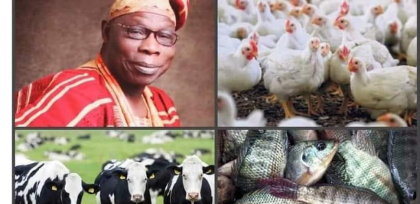L'ancien Président du Nigéria Obasanjo devient le meilleur éleveur d'Afrique L'ancien Président du Nigéria Obasanjo devient le meilleur éleveur d'Afrique