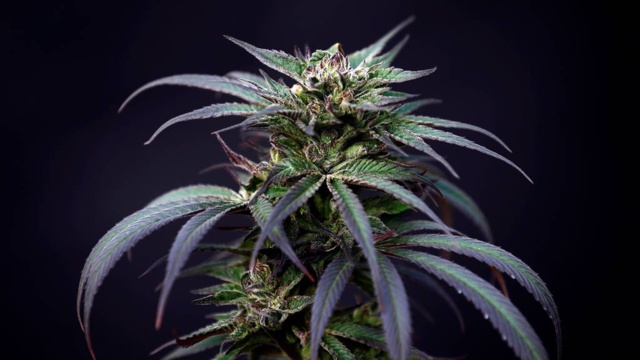 Un Français sur deux favorable à la dépénalisation du cannabis Un Français sur deux favorable à la dépénalisation du cannabis