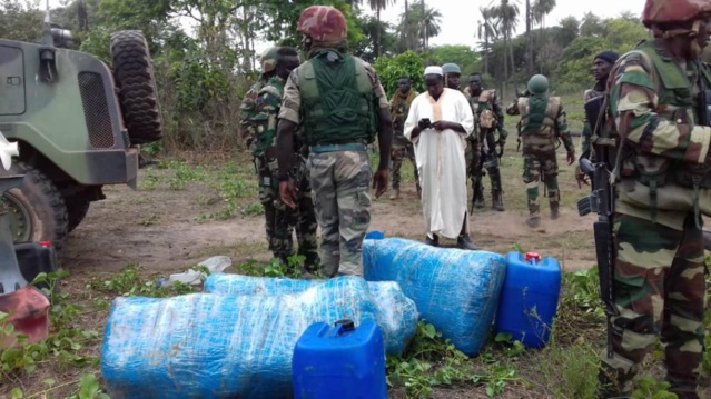 Ziguinchor et Bignona : la gendarmerie saisit plus de 200 Kg de chanvre indien (Images)