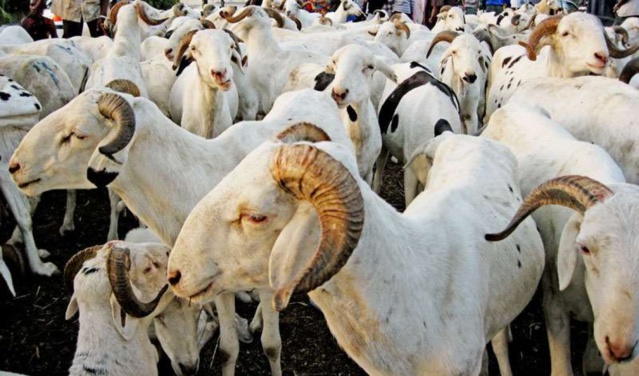 TABASKI : 35 POINTS DE VENTE DE MOUTONS OUVERTS À DAKAR