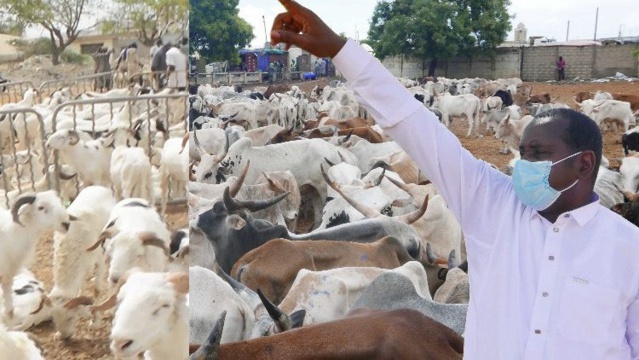 Harouna Galo Bâ, une symphonie pastorale à la conquête de la mairie de Gamadji Saaré Harouna Galo Bâ, une symphonie pastorale à la conquête de la mairie de Gamadji Saaré