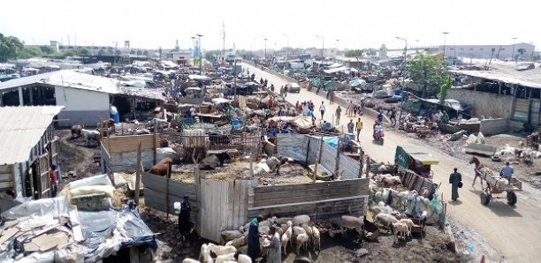 [Focus] Seras de Pikine : Insalubrité, pollution sonore, le calvaire des populations de la cité Darou Salam