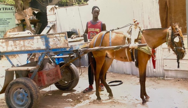 Rixe mortelle à Colobane- Le charretier Yoro Touré  est décédé après avoir reçu plusieurs coups de tesson Rixe mortelle à Colobane- Le charretier Yoro Touré  est décédé après avoir reçu plusieurs coups de tesson