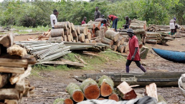 Trafic illicite de bois en Casamance: Une dizaine de fromagers abattus, 8 coupeurs arrêtés Trafic illicite de bois en Casamance: Une dizaine de fromagers abattus, 8 coupeurs arrêtés
