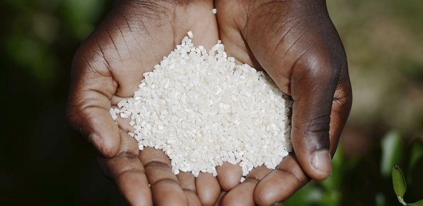 Sécurité Alimentaire et Nutrition : 281,6 millions d’Africains victimes de sous-alimentation en 2020 Sécurité Alimentaire et Nutrition : 281,6 millions d’Africains victimes de sous-alimentation en 2020