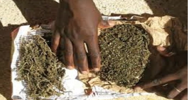 Kaolack - Trafic de drogue / Focus sur le réseau de Thioffack : Une quinzaine de revendeurs, plus de 10 épis et une famille entière qui gère le business. Kaolack - Trafic de drogue / Focus sur le réseau de Thioffack : Une quinzaine de revendeurs, plus de 10 épis et une famille entière qui gère le business.