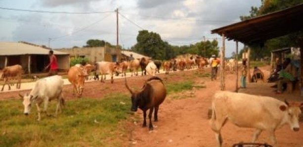 Vol de bétail à Mbar : Un malfrat tombe, le fils d'un chef de village recherché par la gendarmerie Vol de bétail à Mbar : Un malfrat tombe, le fils d'un chef de village recherché par la gendarmerie