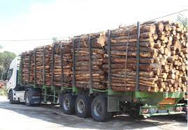 Trafic illégal de bois : 30 milliards perdus chaque année (MLD) Trafic illégal de bois : 30 milliards perdus chaque année (MLD)