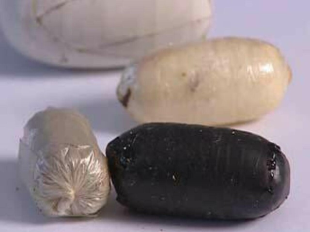 Arrêtée, la mule accouche d'un bébé prématuré en détention Arrêtée, la mule accouche d'un bébé prématuré en détention