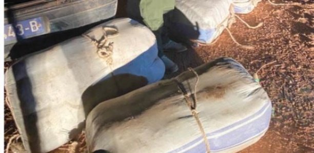 Trafic de drogue à Keur Ayip : La douane saisit 400 kg de chanvre indien d'une valeur de 51 millions Cfa Trafic de drogue à Keur Ayip : La douane saisit 400 kg de chanvre indien d'une valeur de 51 millions Cfa