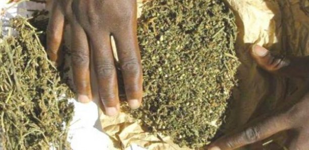 Saisie de 78 kg à Zac-Mbao: La police démantèle un vaste réseau de trafic international de drogue Saisie de 78 kg à Zac-Mbao: La police démantèle un vaste réseau de trafic international de drogue