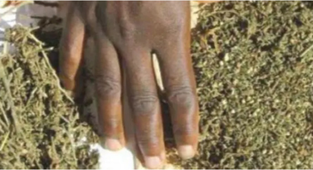 Trafic de drogue: La police des Hlm 5 fait tomber le baron de la Cité Imbécile Trafic de drogue: La police des Hlm 5 fait tomber le baron de la Cité Imbécile