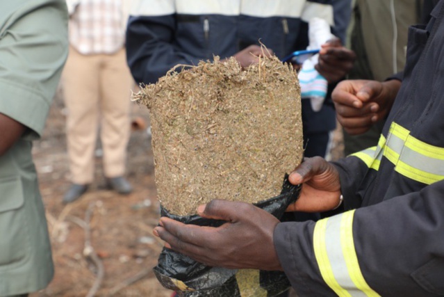 Trafic international de drogue en Casamance : Lamine Diémé tombe avec 160 kilos de chanvre indien.