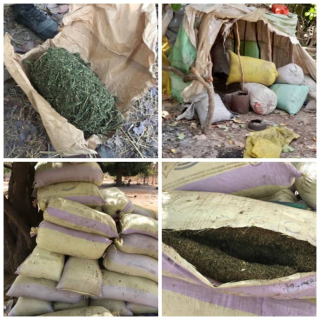 Casamance : l’armée a saisi plusieurs tonnes de chanvre indien dans des bases rebelles conquises récemment