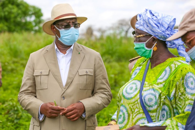 ​Culture du Riz dans la vallée du fleuve Sénégal – Les producteurs de Saint-Louis ont le blues