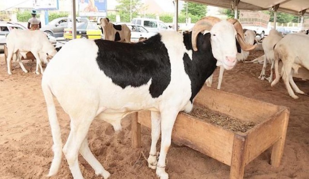 Tabaski 2022 : 810 mille têtes de moutons attendus sur le marché