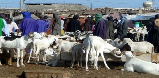 Fête de la Tabaski 2022 : les besoins du Sénégal maintenus à 810 000 têtes de moutons Fête de la Tabaski 2022 : les besoins du Sénégal maintenus à 810 000 têtes de moutons