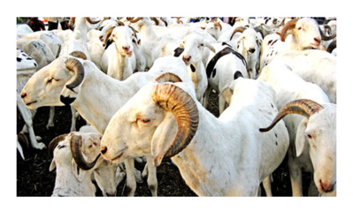 Tabaski 2022 en deux dates Tabaski 2022 en deux dates