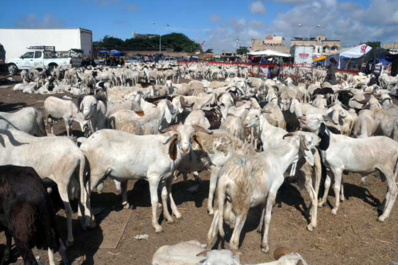 Meurtre à Pikine: Un soudeur métallique tue un vendeur de moutons