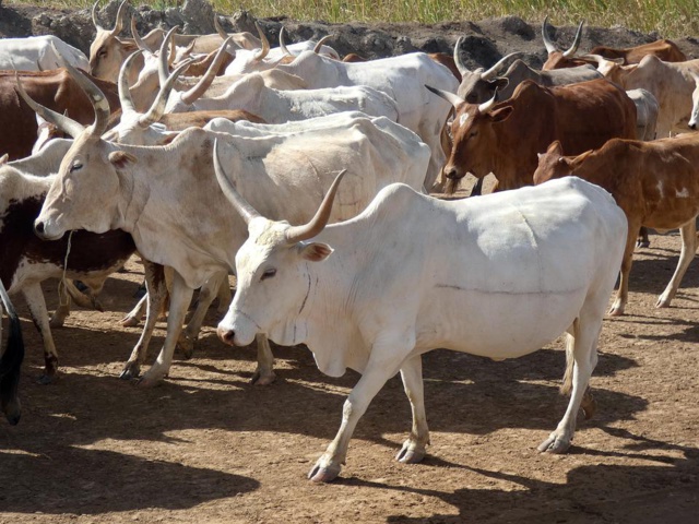 Dakar-Plateau: Les populations privées de bœufs de Tamkharit