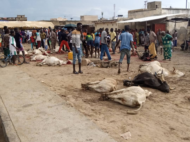 Fait mystique dans la commune de Kaolack : Une dizaine de bœufs égorgée dans la rue par un étranger qui lisait un livre mystique avant de passer à l'acte.