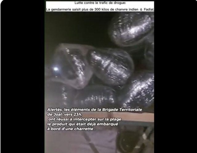 Lutte contre le trafic de drogue : la Gendarmerie saisit plus de 300 kg de chanvre indien à Fadial Lutte contre le trafic de drogue : la Gendarmerie saisit plus de 300 kg de chanvre indien à Fadial