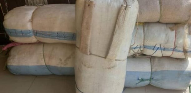Kaolack : Saisie de drogue d'une valeur marchande de 24 millions de Francs CFA Kaolack : Saisie de drogue d'une valeur marchande de 24 millions de Francs CFA