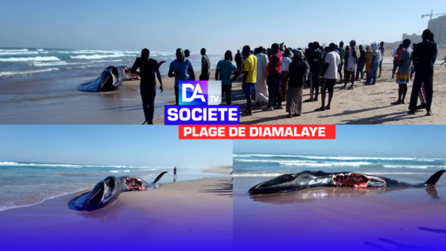 Plage de Diamalaye : Une baleine a échoué au large des côtes de la Cité Plage de Diamalaye : Une baleine a échoué au large des côtes de la Cité