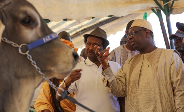 Tamba: Arrivée du Président de la Répulique, Macky Sall à la cérémonie de la journée de l'élevage