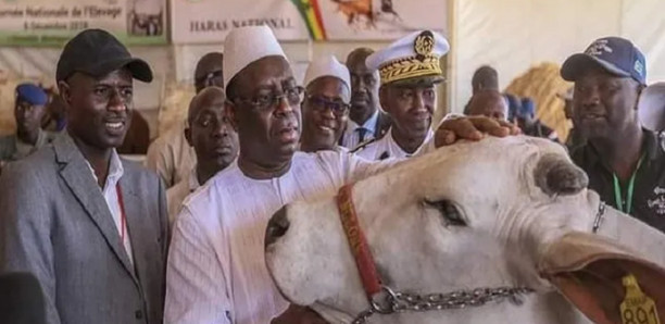 Tambacounda : Macky Sall liste ses projets pour moderniser le secteur de l’élevage Tambacounda : Macky Sall liste ses projets pour moderniser le secteur de l’élevage