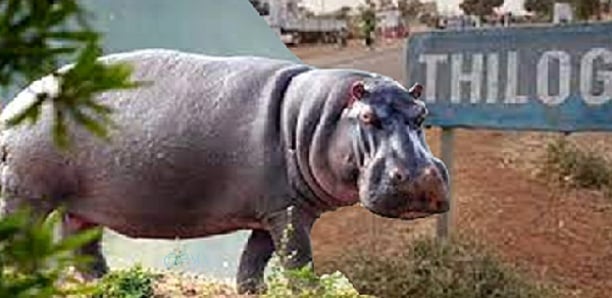 Matam : L'hippopotame abattu par les gendarmes semait la panique à Thilogne Matam : L'hippopotame abattu par les gendarmes semait la panique à Thilogne