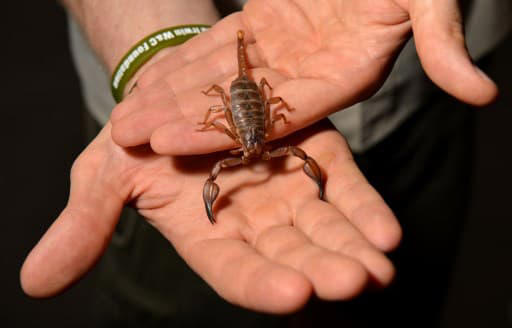 Nantes: un scorpion pique un passager dans un avion en provenance du Sénégal Nantes: un scorpion pique un passager dans un avion en provenance du Sénégal