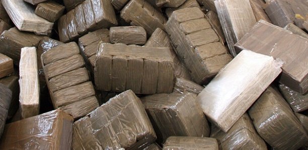 Karang: l'OCRTIS saisit une importante quantité de chanvre dans le village de Samba Nosso Karang: l'OCRTIS saisit une importante quantité de chanvre dans le village de Samba Nosso