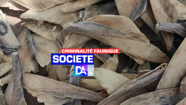 Criminalité faunique : La Douane saisit 11 colis d’ailerons d’une valeur de près de 200 millions FCFA Criminalité faunique : La Douane saisit 11 colis d’ailerons d’une valeur de près de 200 millions FCFA