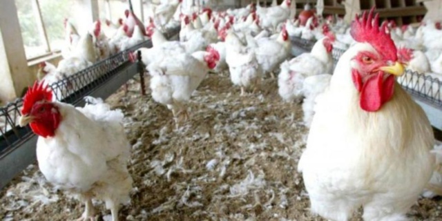 Pénurie de poulets à Dakar