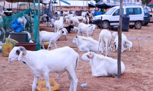 Tabaski 2023 : les trois causes du manque de moutons à Dakar