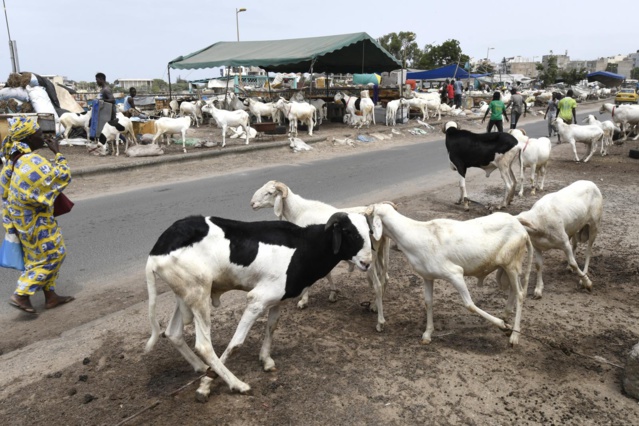 TABASKI – Le nombre de moutons invendus culmine à plus de 35 000 têtes