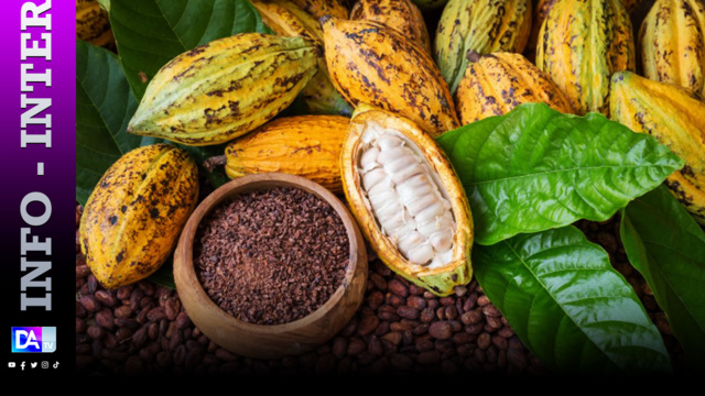 Cacao: la Côte d'Ivoire suspend la vente de contrats d'exportation en raison des intempéries Cacao: la Côte d'Ivoire suspend la vente de contrats d'exportation en raison des intempéries