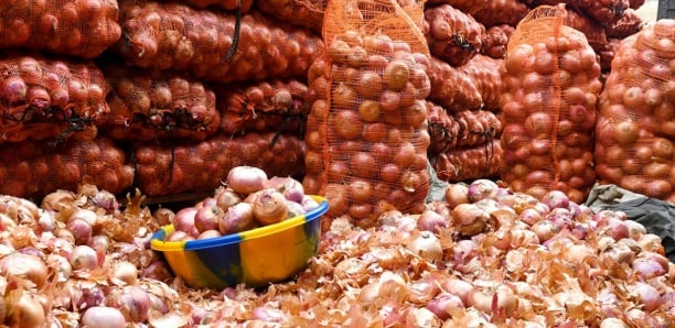 Sans ministre chargé de l’Agriculture : L’inter professionnel de l’oignon au Sénégal lance l’alerte Sans ministre chargé de l’Agriculture : L’inter professionnel de l’oignon au Sénégal lance l’alerte