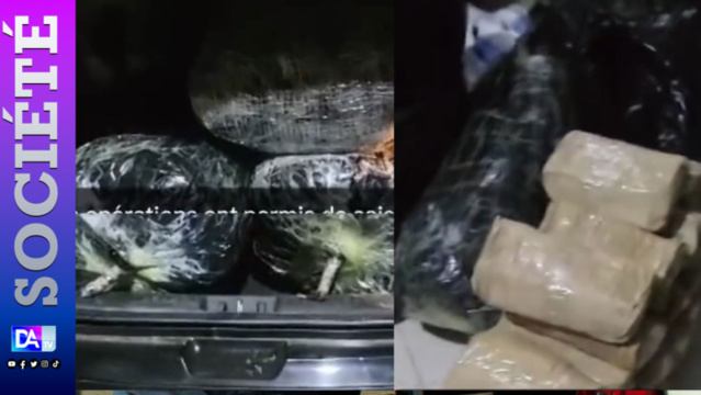 Lutte contre le trafic de drogue : 140 kg de Yamba saisis à Mbour et Marsassoum. Lutte contre le trafic de drogue : 140 kg de Yamba saisis à Mbour et Marsassoum.