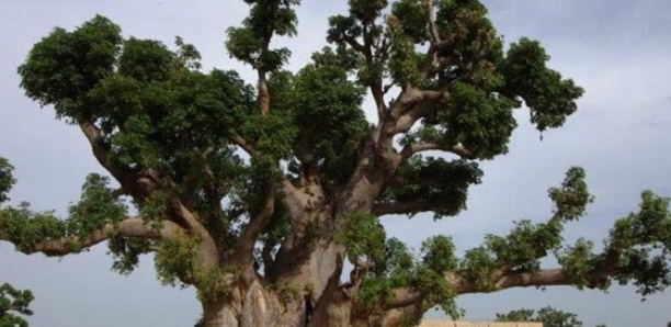Bambey: A la recherche de pain de singe, un élève chute d'un baobab et meurt Bambey: A la recherche de pain de singe, un élève chute d'un baobab et meurt