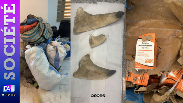 Sénégal - De faux médicaments, des ailerons de requins et du chanvre indien: Ces saisies records opérées par la douane Sénégal - De faux médicaments, des ailerons de requins et du chanvre indien: Ces saisies records opérées par la douane