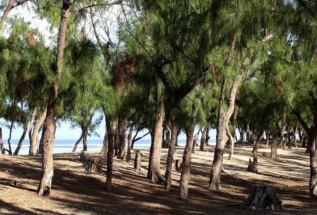 Audience sur la déclassification de la bande des filaos de Guédiawaye, ce 25 avril : Des environnementalistes déchirent la décision de l’ex-président Macky Sall Audience sur la déclassification de la bande des filaos de Guédiawaye, ce 25 avril : Des environnementalistes déchirent la décision de l’ex-président Macky Sall