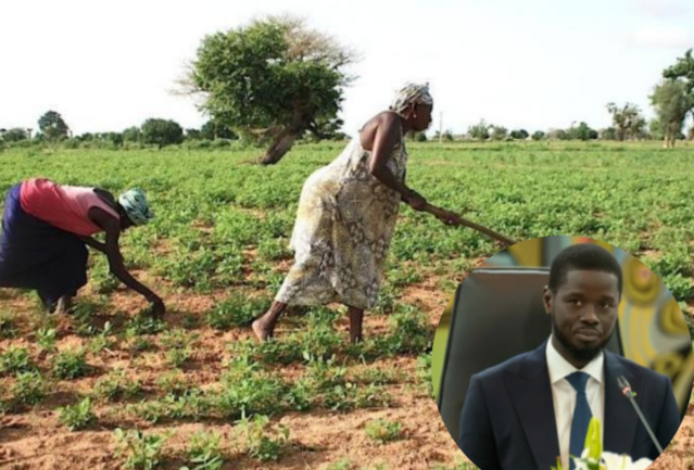 ATTEINTE DE LA SOUVERAINETÉ ALIMENTAIRE : DIOMAYE, L’AUTRE GRAND DÉFI ! ATTEINTE DE LA SOUVERAINETÉ ALIMENTAIRE : DIOMAYE, L’AUTRE GRAND DÉFI !