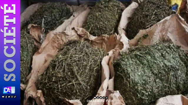 Rufisque : 36,5 kg de chanvre indien saisis à la cité Mbaye Jacques Diop Rufisque : 36,5 kg de chanvre indien saisis à la cité Mbaye Jacques Diop