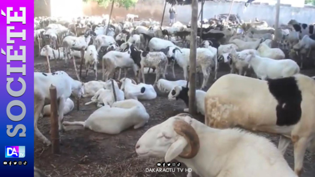 TOUBA- 280 moutons et 34 millions - Serigne Sidy Nar Diène réitère son geste envers Serigne Mountakha TOUBA- 280 moutons et 34 millions - Serigne Sidy Nar Diène réitère son geste envers Serigne Mountakha