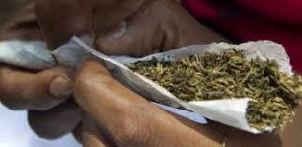 Camp pénal : Comment la direction a infiltré les fumeurs de "yamba" Camp pénal : Comment la direction a infiltré les fumeurs de "yamba"