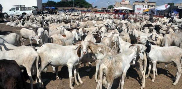 Tabaski 2024 : plus de 38 000 moutons invendus Tabaski 2024 : plus de 38 000 moutons invendus