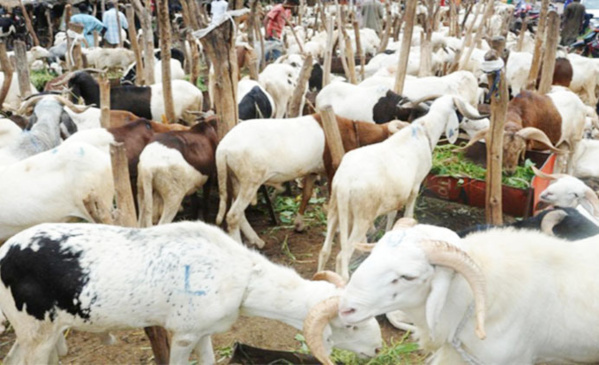 Inquiétudes sur la tabaski 2015 : Le bétail décimé par la pluie Inquiétudes sur la tabaski 2015 : Le bétail décimé par la pluie